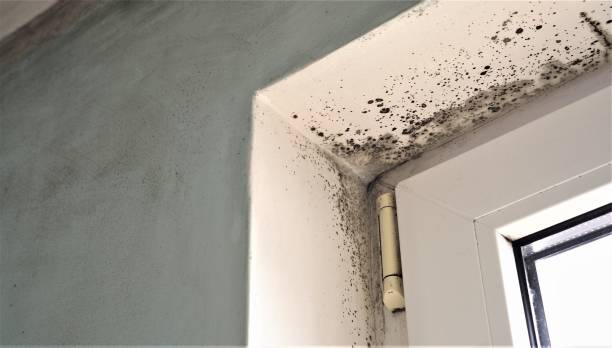 Best Mold Damage Restoration  in USA